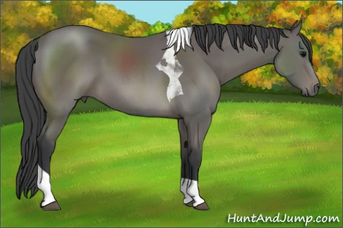 Horse Color: Black Tobiano 