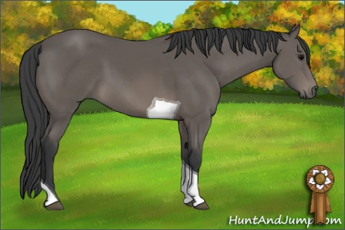 Horse Color: Black Sabino Tobiano 