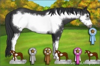 Horse Color:Black Sabino Frame