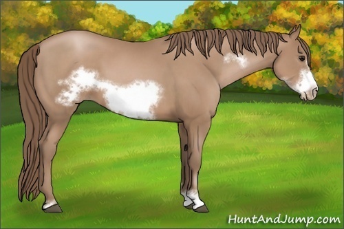 Horse Color: Black Pearl Sabino Frame 
