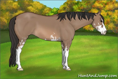 Horse Color: Bay Dun Sabino 
