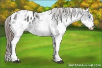 Horse Color:White Spotted Black Splash Appaloosa Rabicano 