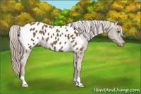 Horse Color:Chocolate Palomino Appaloosa 
