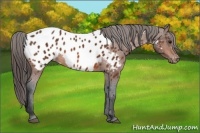 Horse Color:Bay Appaloosa 