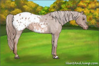 Horse Color:Chestnut Appaloosa 