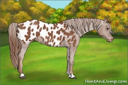 Horse Color: Chestnut Blanket 