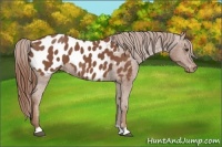 Horse Color:Chestnut Blanket 