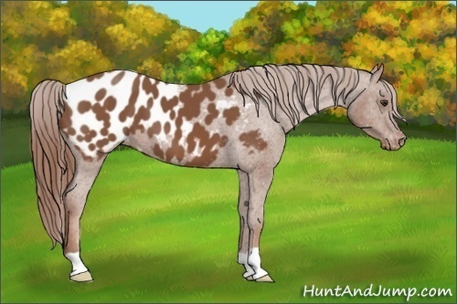 Horse Color: Chestnut Blanket 