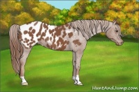 Horse Color:Chestnut Appaloosa 