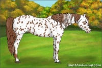 Horse Color:Chestnut Near Leopard 