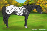 Horse Color:Black Appaloosa 