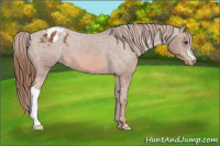 Horse Color:Chestnut Appaloosa 
