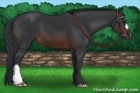 Horse Color:Brown 