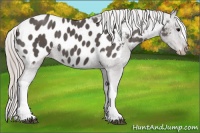 Horse Color:Silver Black Appaloosa 