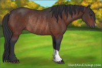 Horse Color:Bay Rabicano 