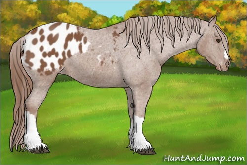 Horse Color: Chestnut Blanket 