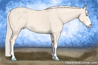 Horse Color:Cremello Sabino 
