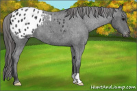 Horse Color:Brown Roan Appaloosa 