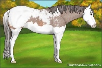 Horse Color:Bay Splash Snowcap