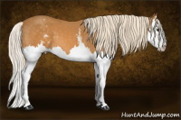 Horse Color:White Spotted Chocolate Palomino Splash