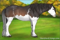 Horse Color:White Spotted Brown Splash Rabicano 