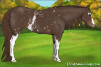 Horse Color:White Spotted Liver Chestnut