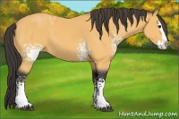 Horse Color:White Spotted Buckskin Sabino Splash 