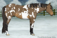 Horse Color:White Spotted Buckskin