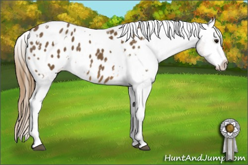 Horse Color: White Spotted Buckskin Blanket 