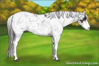 Horse Color:Smoky Black Sabino