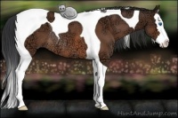 Horse Color:Bay Ice Splash Tobiano Rabicano