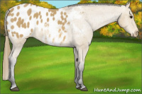 Horse Color:Buckskin Blanket 