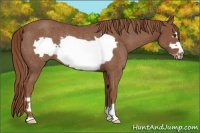 Horse Color:Chestnut Frame Rabicano 