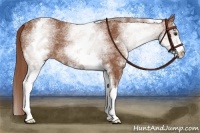 Horse Color:White Spotted Chestnut 