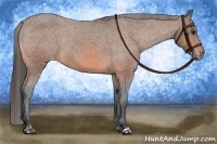 Horse Color:Bay Appaloosa Rabicano 