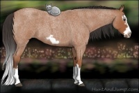 Horse Color:Bay Roan Splash Frame 
