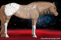 Horse Color:Red Roan Appaloosa Rabicano 