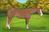 Horse Color:Chestnut Sabino Splash