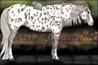 Horse Color:Silver Blue Roan Splash Appaloosa 
