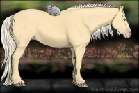 Horse Color:Gold Cream Champagne 
