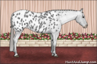 Horse Color:Blue Roan Appaloosa 