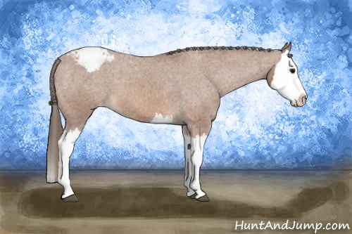 Horse Color: Bay Splash Varnish 