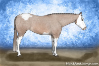 Horse Color:Bay Splash Appaloosa 