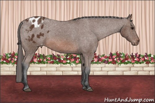 Horse Color: Bay Blanket 