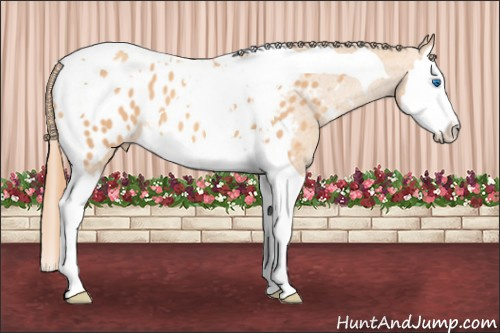 Horse Color: Gold Champagne Splash Tobiano Near Leopard 