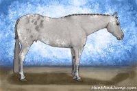 Horse Color:Grullo Ice Appaloosa
