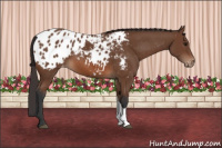 Horse Color:Bay Appaloosa 