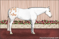 Horse Color:Amber Champagne Appaloosa 