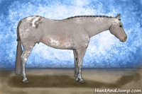 Horse Color:Brown Ice Appaloosa