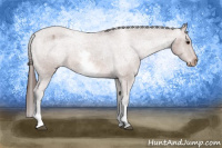 Horse Color:White Spotted Bay Appaloosa